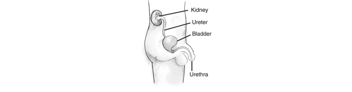 Penile Clamp for Male Urinary Incontinence Penile Clamp for Male Urinary Incontinence