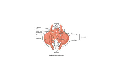 Pelvic Floor Anatomy