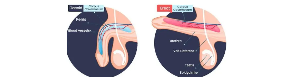 How a Man Can Have Better Sex Using the Parts of a Penis Pump