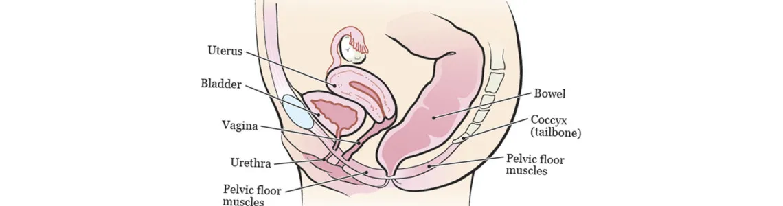 Pelvic Floor Muscle (Kegel) Exercises for Women to Improve Sexual Health