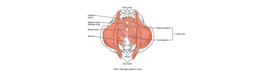 Pelvic Floor Anatomy