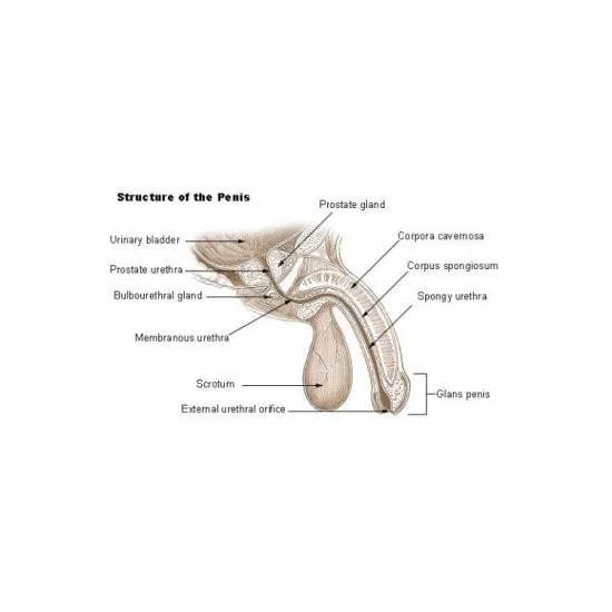 Male Max Pro-V Leather Velcro-Close Penis HANGER